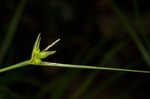 Timid sedge